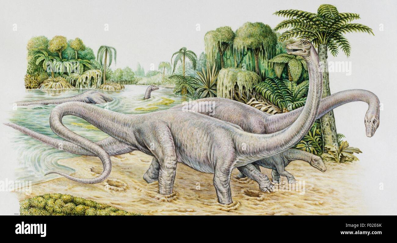 Diplodocus sp Fotos und Bildmaterial in hoher Auflösung Alamy