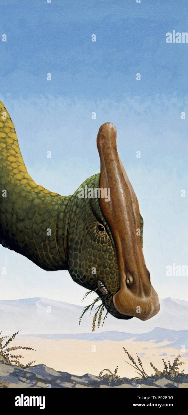 Saurolophus sp, Hadrosauridae, späten Kreidezeit. Abbildung