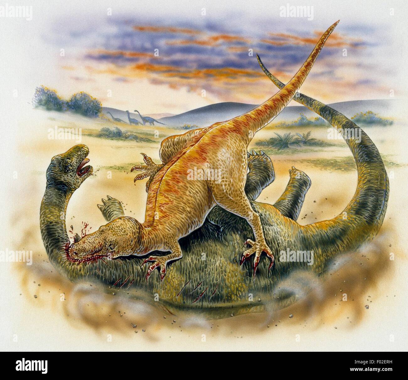 Ein Megalosaurus (Megalosauridae) Diplodocidae, Jurassic angreifen. Abbildung. Stockfoto