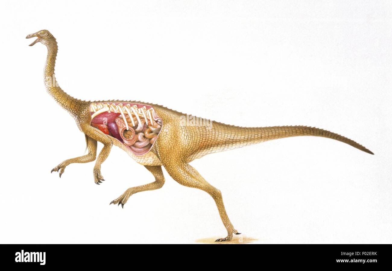 Palaeozoology - kreidiges Periode - Dinosaurier - Abschnitt ein Gallimimus - Kunstwerk Stockfoto