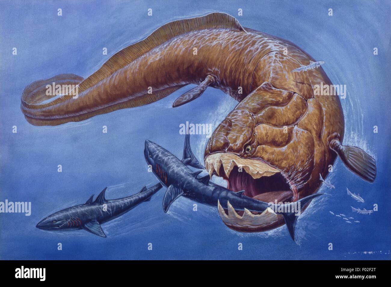 Palaeozoology - Devon Periode - fossile Fische - Placodermi - halbverdauter während der Raub - Kunstwerk Stockfoto