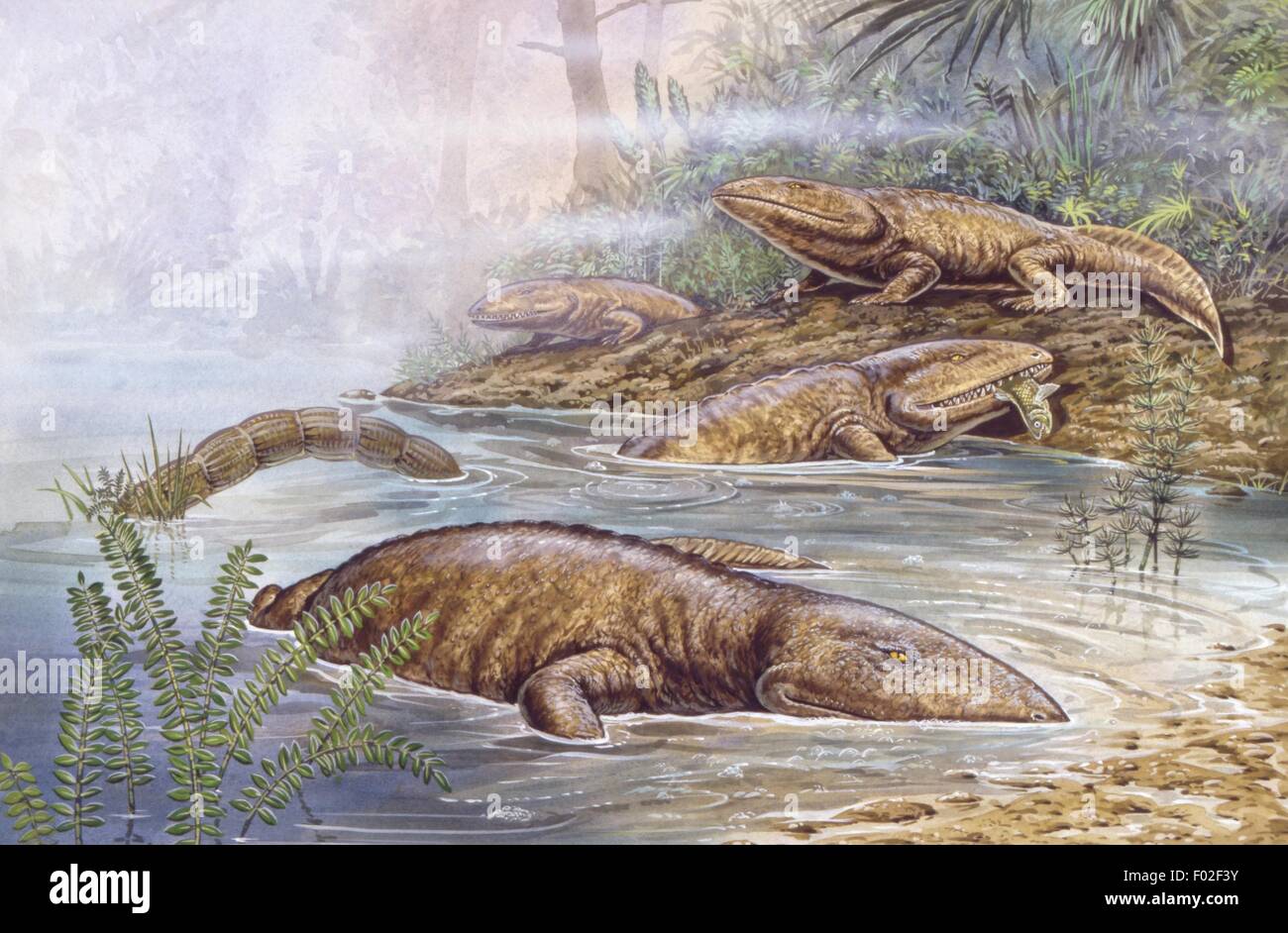 Palaeozoology - Devon Periode - fossile Amphibien - Acanthostega - Kunstwerk von Tim Hayward Stockfoto