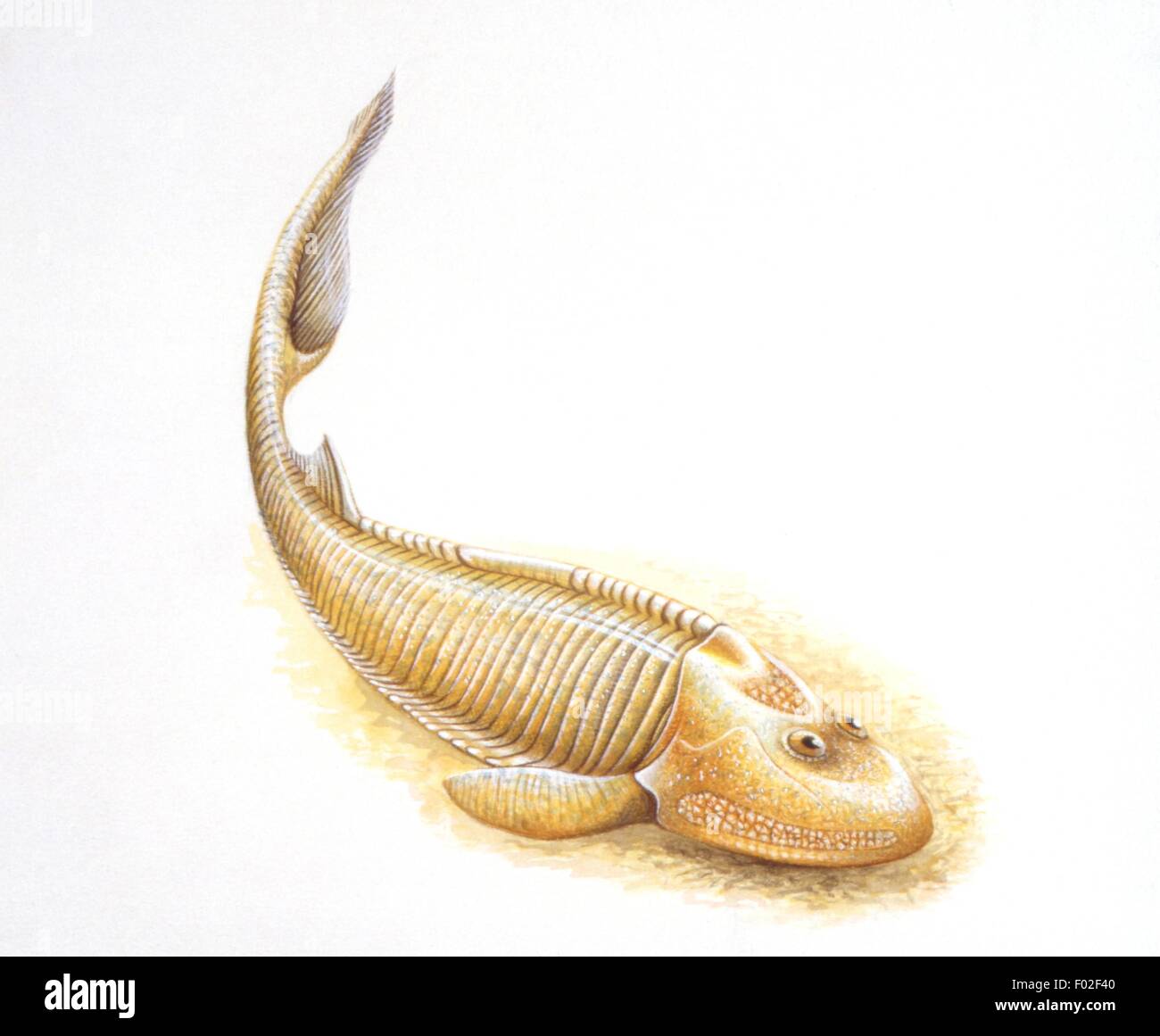 Palaeozoology - Devon Periode - Ostracoderms (primitive Fische) - Hemicyclaspis - Kunstwerk von Steve Roberts Stockfoto