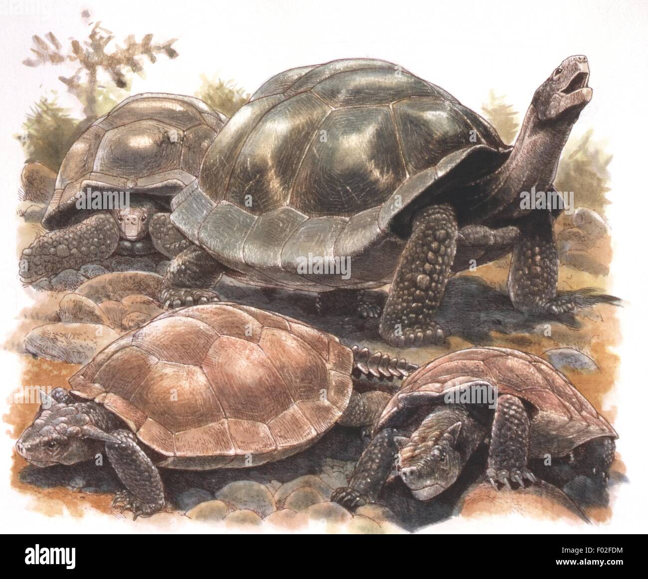 Zoologie - Reptilien - Schildkröten (Chelons) - Kunstwerk von J. Robins Stockfoto