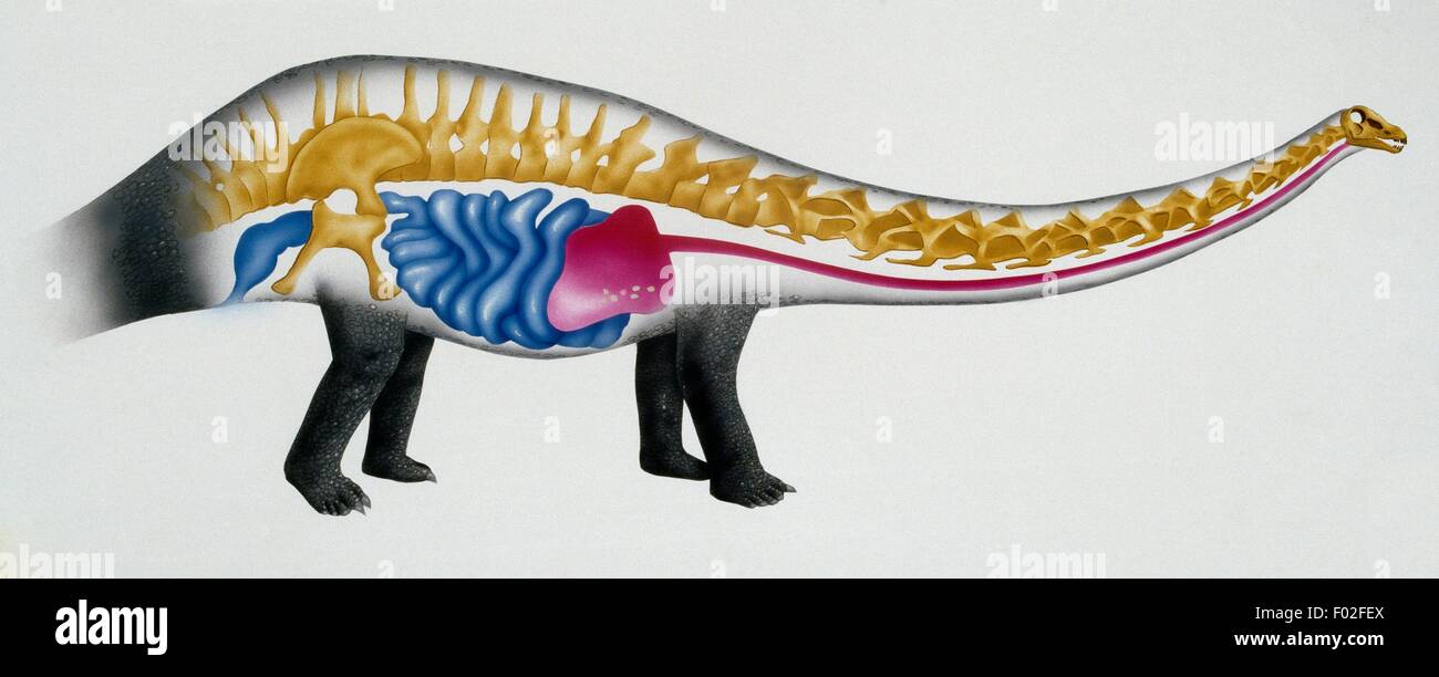 Skelett und innere Organe des Sauropod (paleoecology), späten Trias-späten Kreidezeit. Artwork von Alan Vincent. Stockfoto