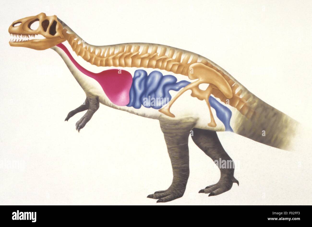Palaeozoology - Trias/Kreide-Periode - Dinosaurier - Theropode, Skelett und innere Organe - Kunstwerk von Alan Vincent Stockfoto