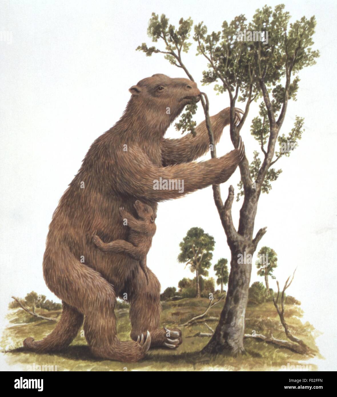 Palaeozoology - Pleistocene Periode - ausgestorbener Säugetiere - Megatheroids - Megatherium - Kunstwerk von Philip Hood Stockfoto