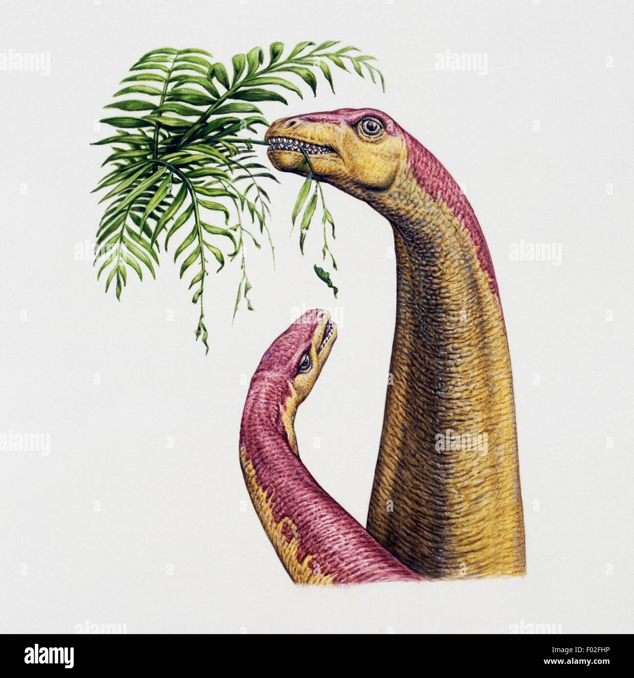 Zwei Kotasaurus Yamanpalliensis, Vulcanodontidae, Blätter, frühe Jura zu essen. Artwork von Ryz Hajdul. Stockfoto