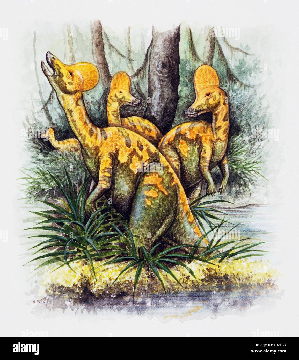 Corythosaurus Casuarius Stockfotos und bilder Kaufen Alamy