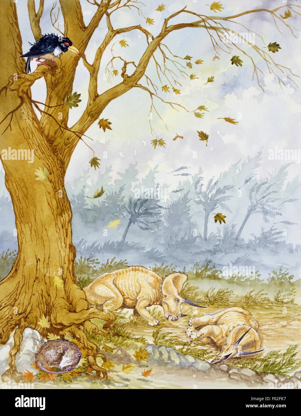 Kämpfe zwischen zwei Triceratops Horridus, Ceratopsidae, späten Kreidezeit. Artwork von Graham Rosewarne. Stockfoto