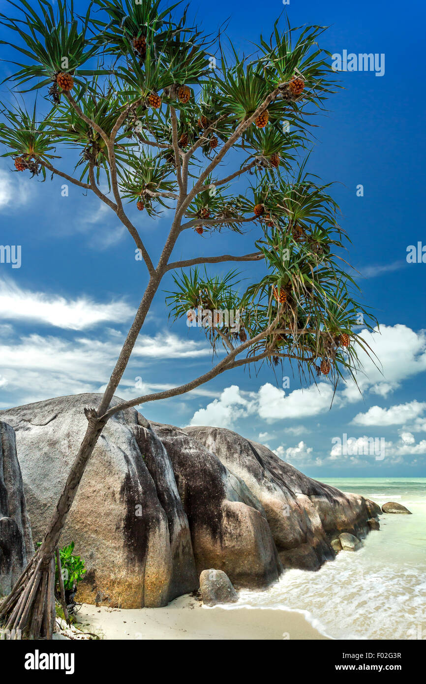 Pandanus Baum Belitung Beach, Indonesien Stockfoto