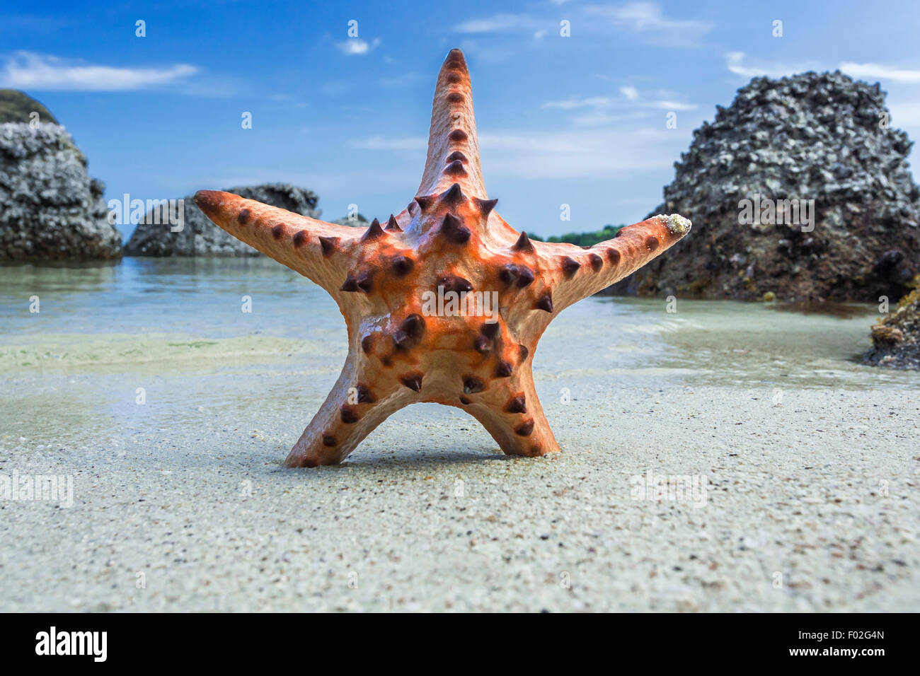 Seestern in den Sand am Strand, Belitung Island, Indonesien Stockfoto