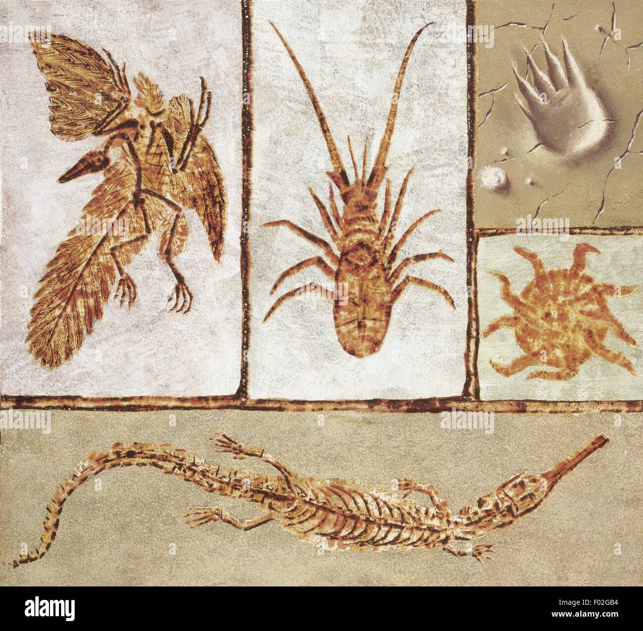 Zoologie: Fossilien - Kunstwerk Stockfoto