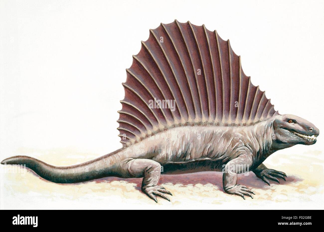 Dimetrodon, vierbeinigen Reptil der Permian Periode. Zeichnung. Stockfoto