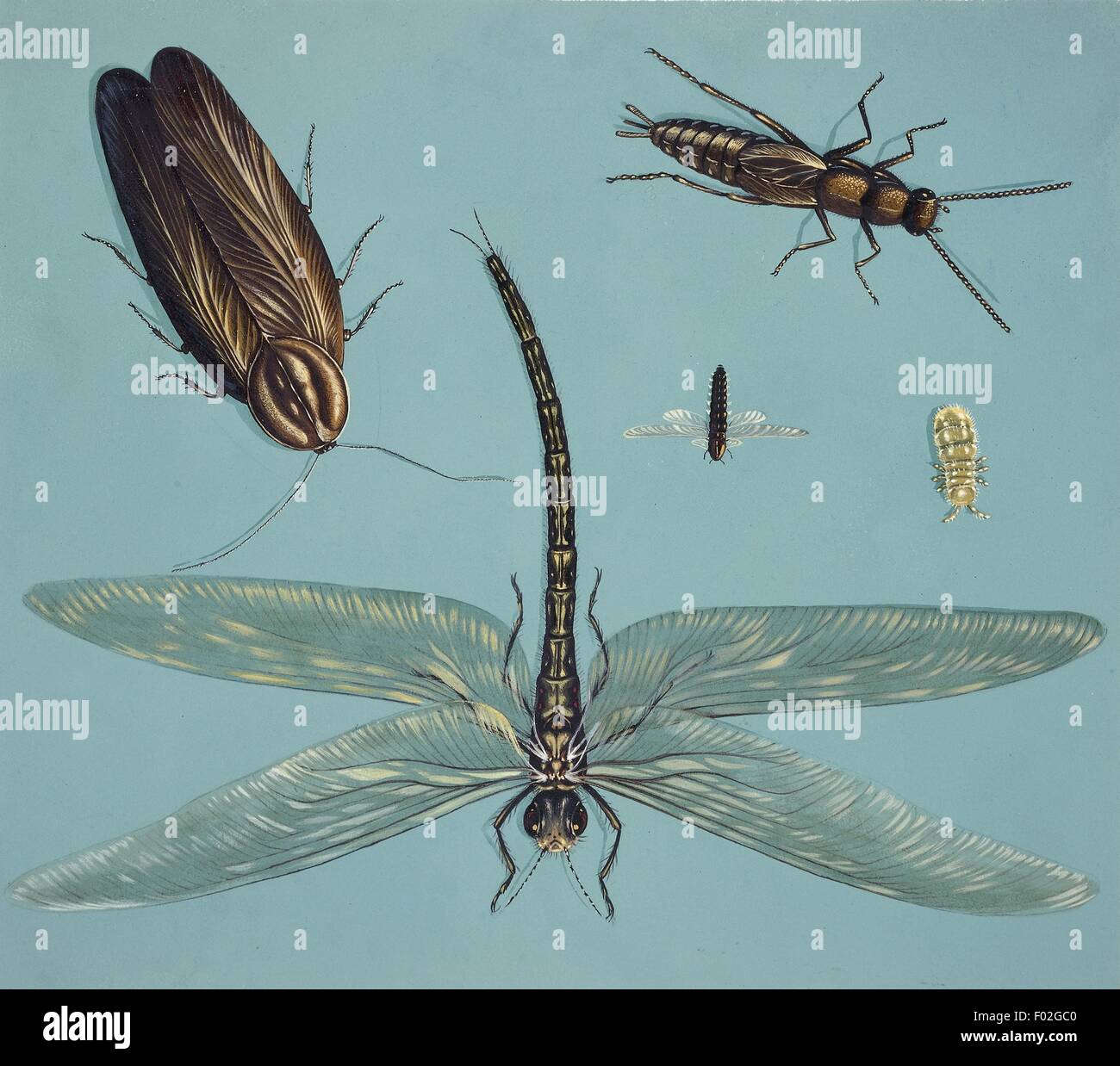 Prähistorischen Insekten, Abbildung Stockfoto