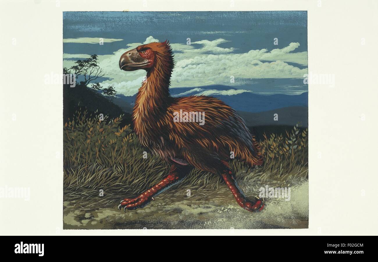 Gastons Vogel, Abbildung Stockfoto