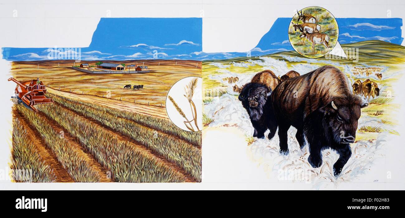 Darstellung der Prärie Weizen Landwirtschaft und von heimischen Tieren, Vereinigte Staaten von Amerika, Zeichnung. Stockfoto