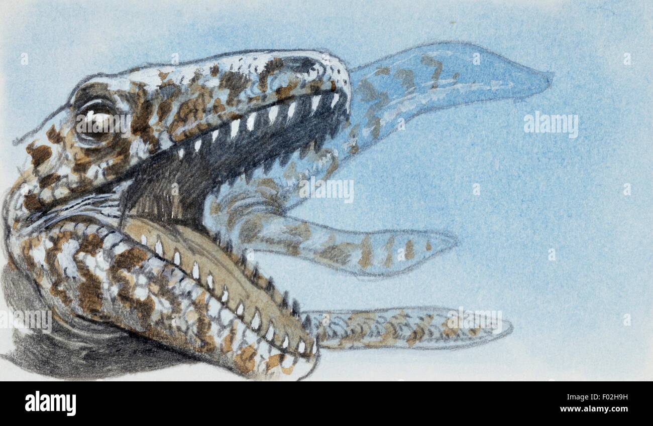 Exemplar der ausgestorbenen Reptilien, deren versteinerten Zähne gefunden wurden. Zeichnung. Stockfoto