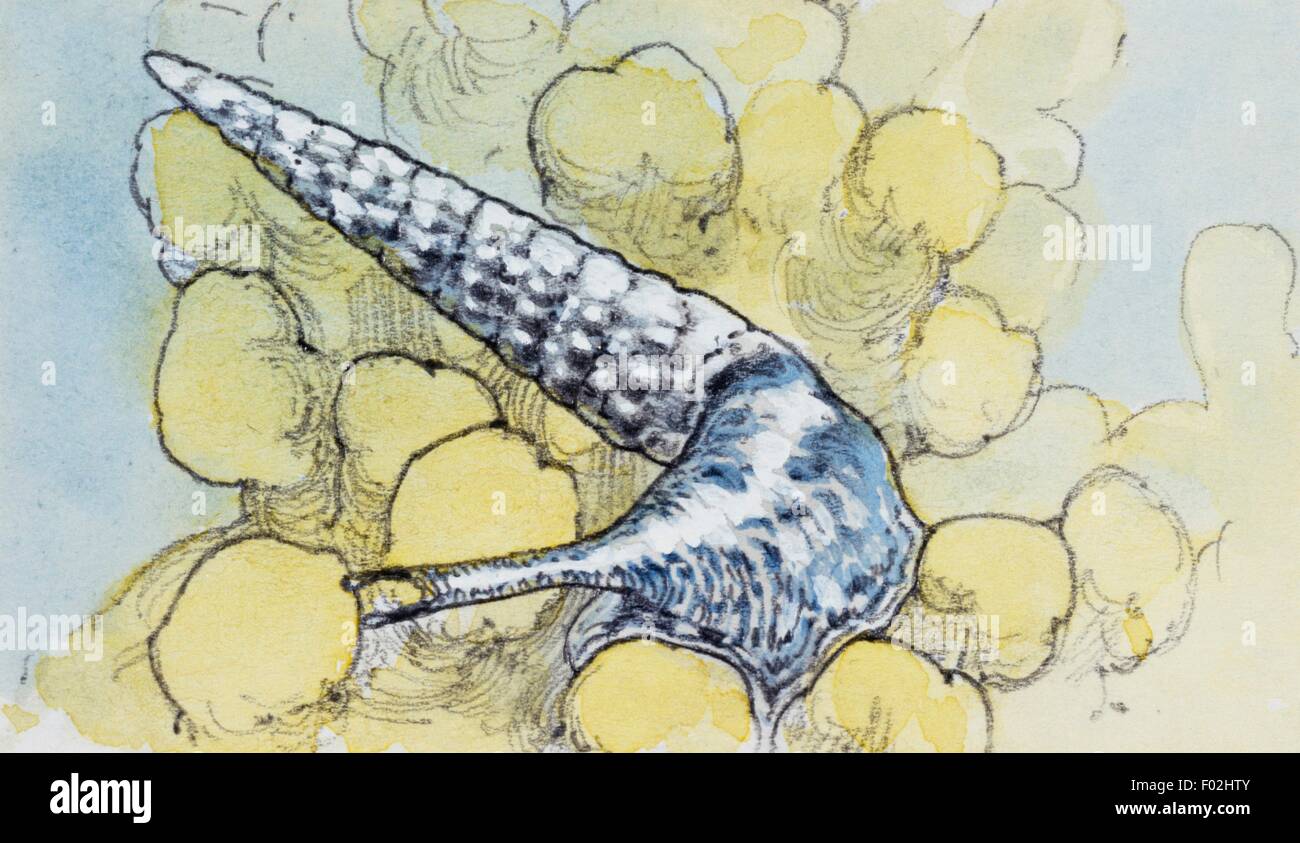 Potamides sp, Gattung der Schnecken, welche viele ausgestorbenen Arten gehören. Zeichnung. Stockfoto