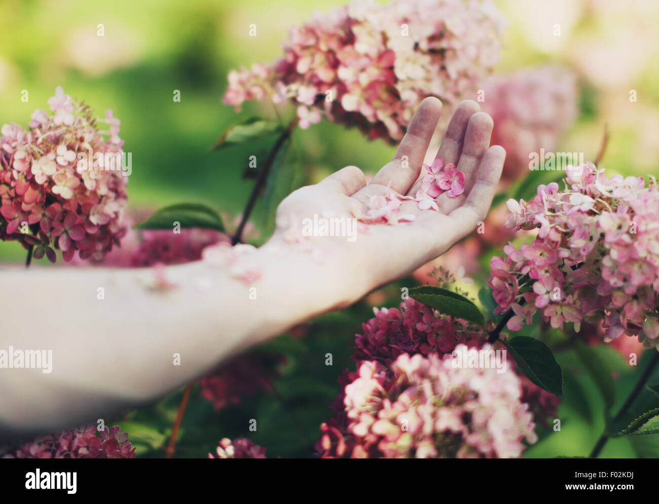 Nahaufnahme eines menschlichen Arms in Blüten bedeckt Stockfoto