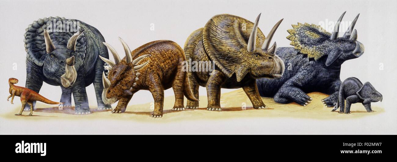 Entstanden sp, Triceratops Horridus, Ankylosauriers Albertensis, Torosaurus Latus, Pentaceratops Sternbergii e Protoceratops SP. Illustration. Stockfoto