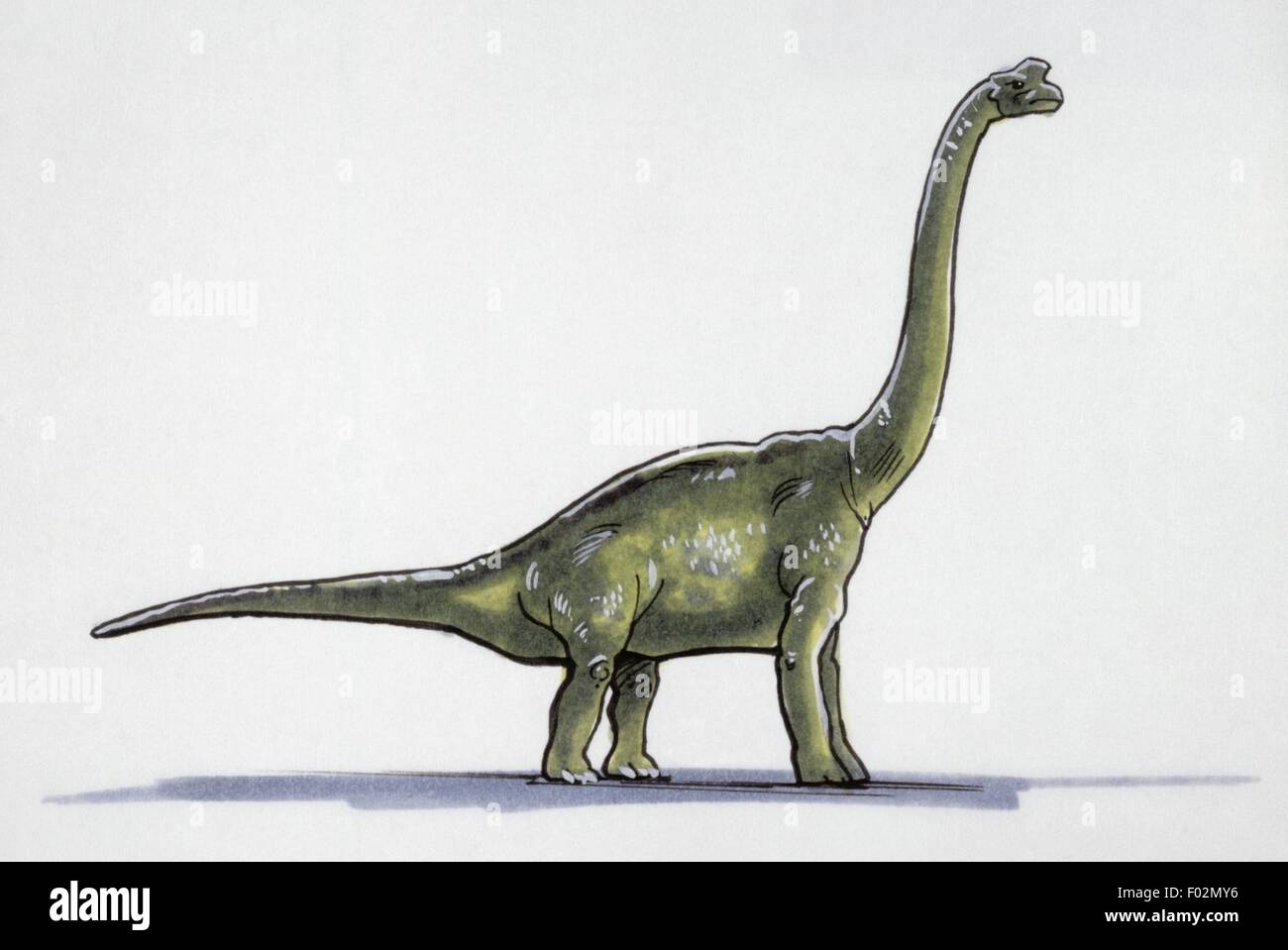 Palaeozoology - Jura-Zeit - Inosaurs - Damalasaurus - Zeichnung Stockfoto