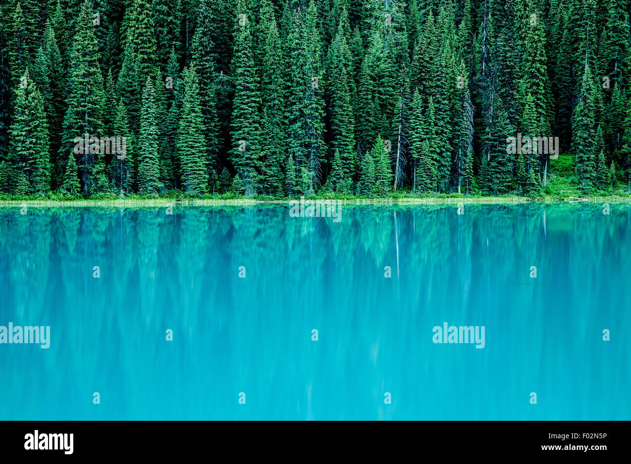 Immergrüne Bäume reflektiert in Emerald Lake, Yoho Nationalpark, Britisch-Kolumbien, Kanada Stockfoto