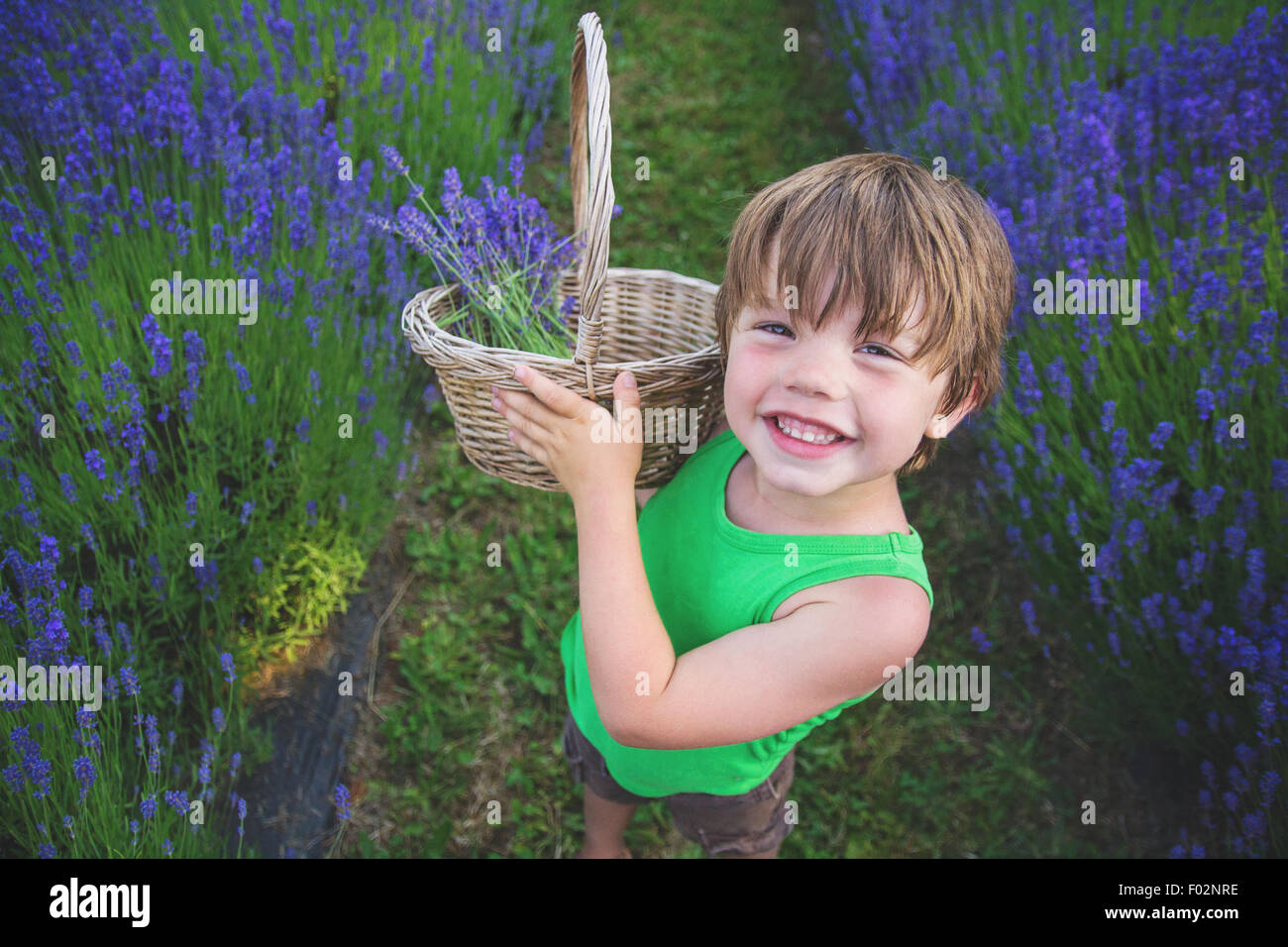 Junge im Lavendelfeld Lavendel auswählen Stockfoto