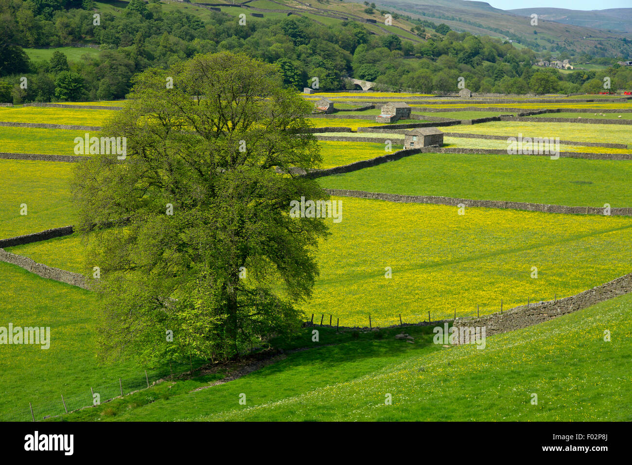 Mähwiesen und Scheunen Swaledale Muker Dorf Yorkshire im Juni in der Nähe Stockfoto