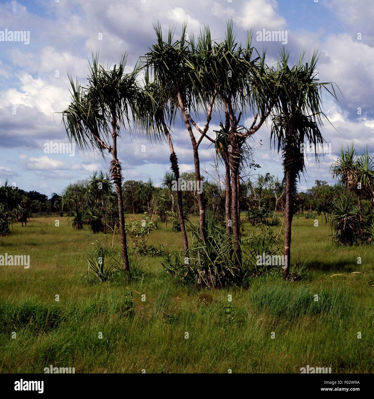 Pandanus (Pandanus sp), KakaduNationalpark (UNESCOWelterbe, 1981