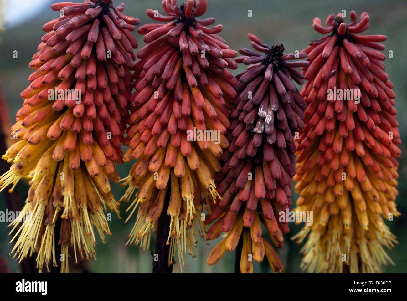 Rote heiße Poker (Kniphofia Foliosa) in voller Blüte, Sanetti Plateau (4000 m), Bale-Mountains-Nationalpark, Äthiopien. Stockfoto