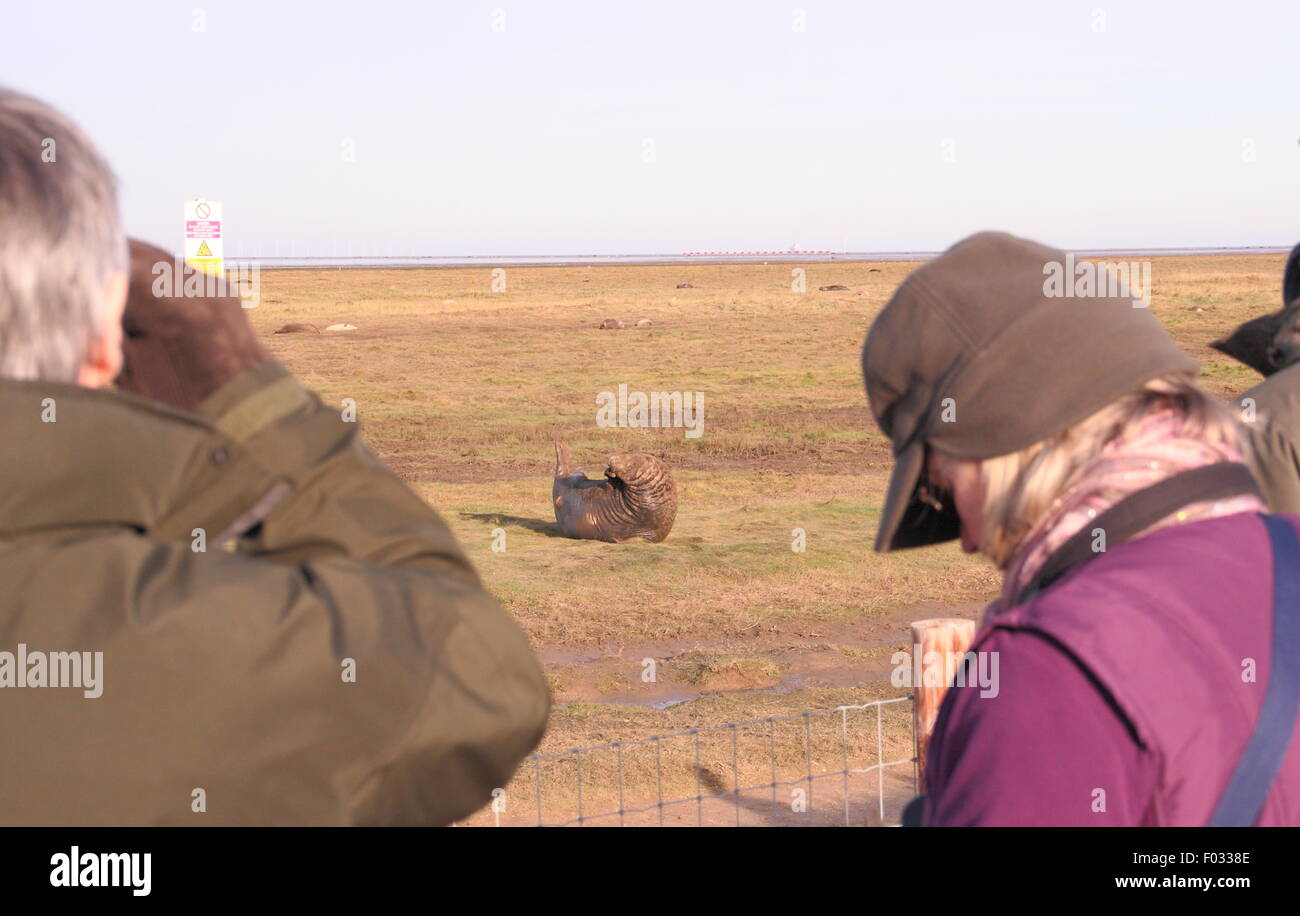 Besucher auf Donna Nook Nature Reserve Zeuge grau zu versiegeln, Welpen und ihre Mütter aus dem public-Viewing-Bereich, Lincolnshire UK Stockfoto
