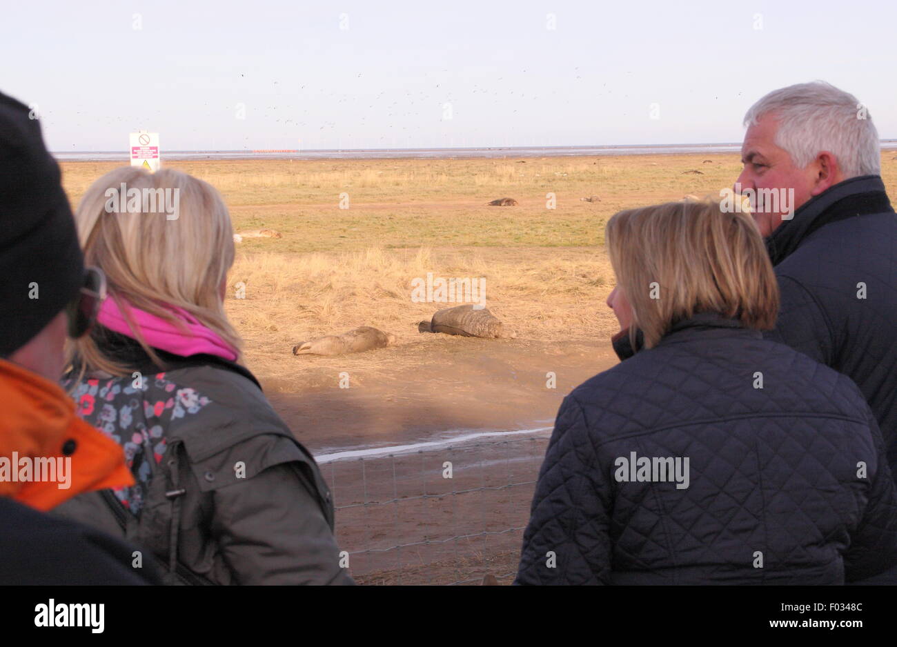Besucher zu Donna Nook Nature Reserve in Lincolnshire Zeuge grau zu versiegeln, Welpen und ihre Mütter aus dem public-Viewing-Bereich, UK Stockfoto