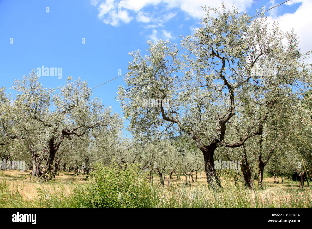 Olivenbaum (Olea Europaea) fotografiert in Umbrien, Italien Stockfoto