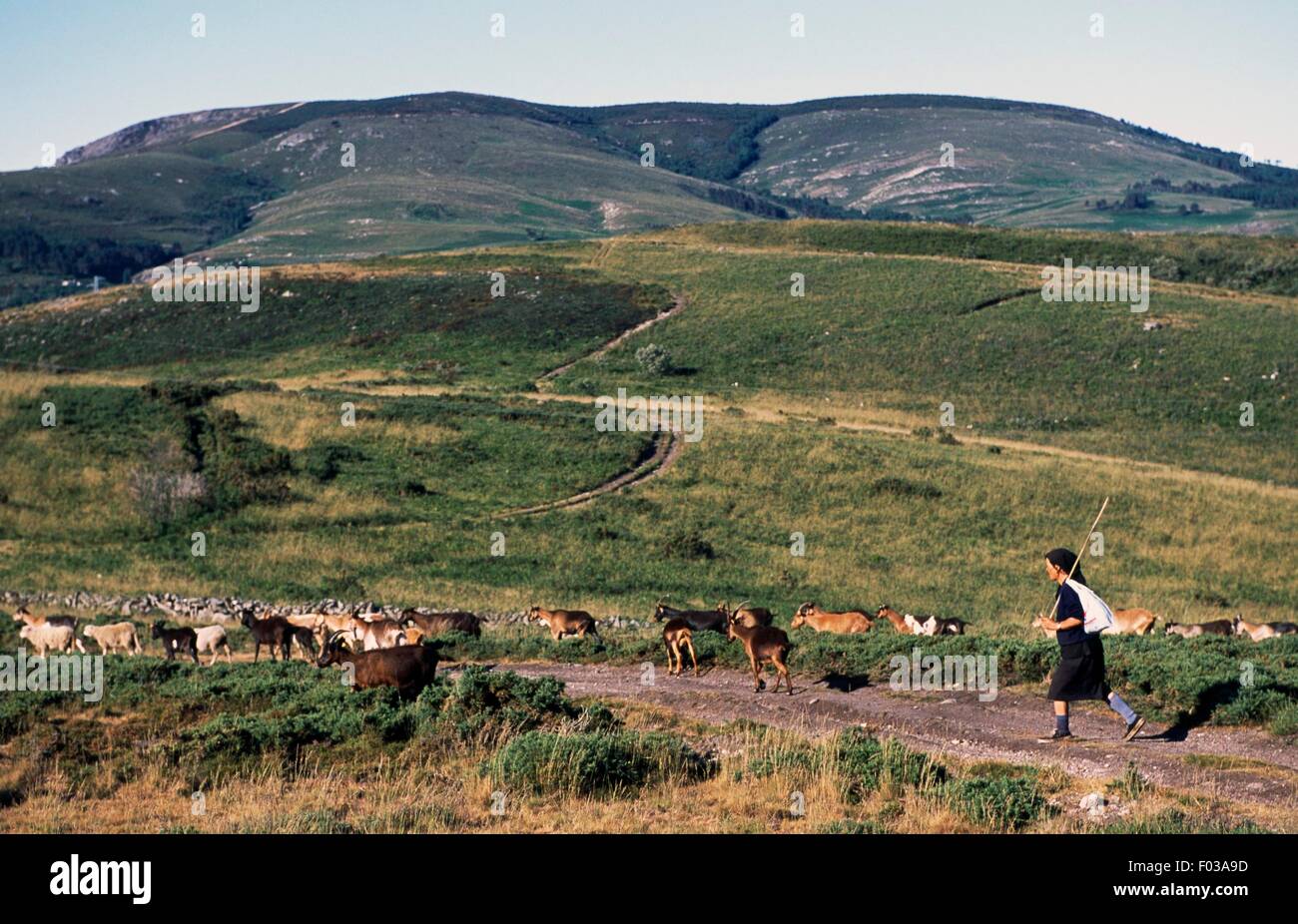Frau führt eine Herde Schafe auf die Weide in der Nähe Lamas de Mouro, Peneda Geres Nationalpark (Parque Nacional da Peneda-Geres), Portugal. Stockfoto