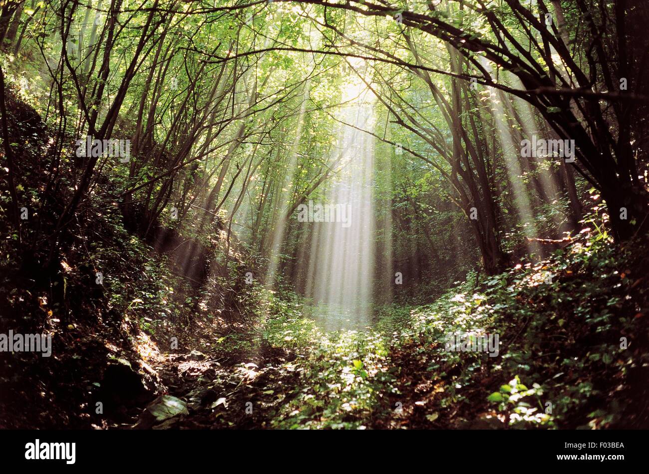 Wald in Rio Frascara Tal, Sassi di Roccamalatina Regional Park, Modena, Emilia-Romagna, Italien. Stockfoto