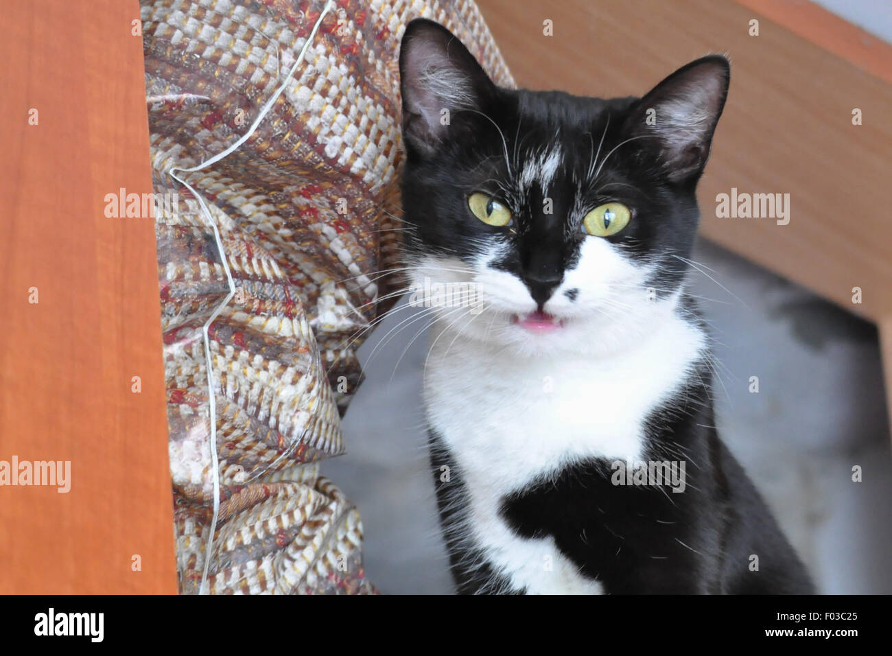 gefährliche Blick Stockfoto