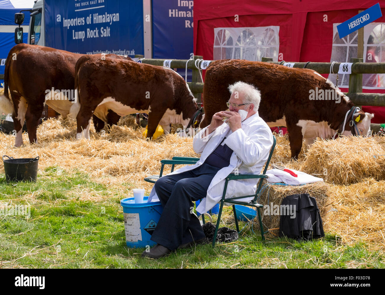 Finden Zeit für einen Snack am Burwarton Agricultural Show, Shropshire, England, Vereinigtes Königreich, Aussteller und Hereford-Rinder, Stockfoto