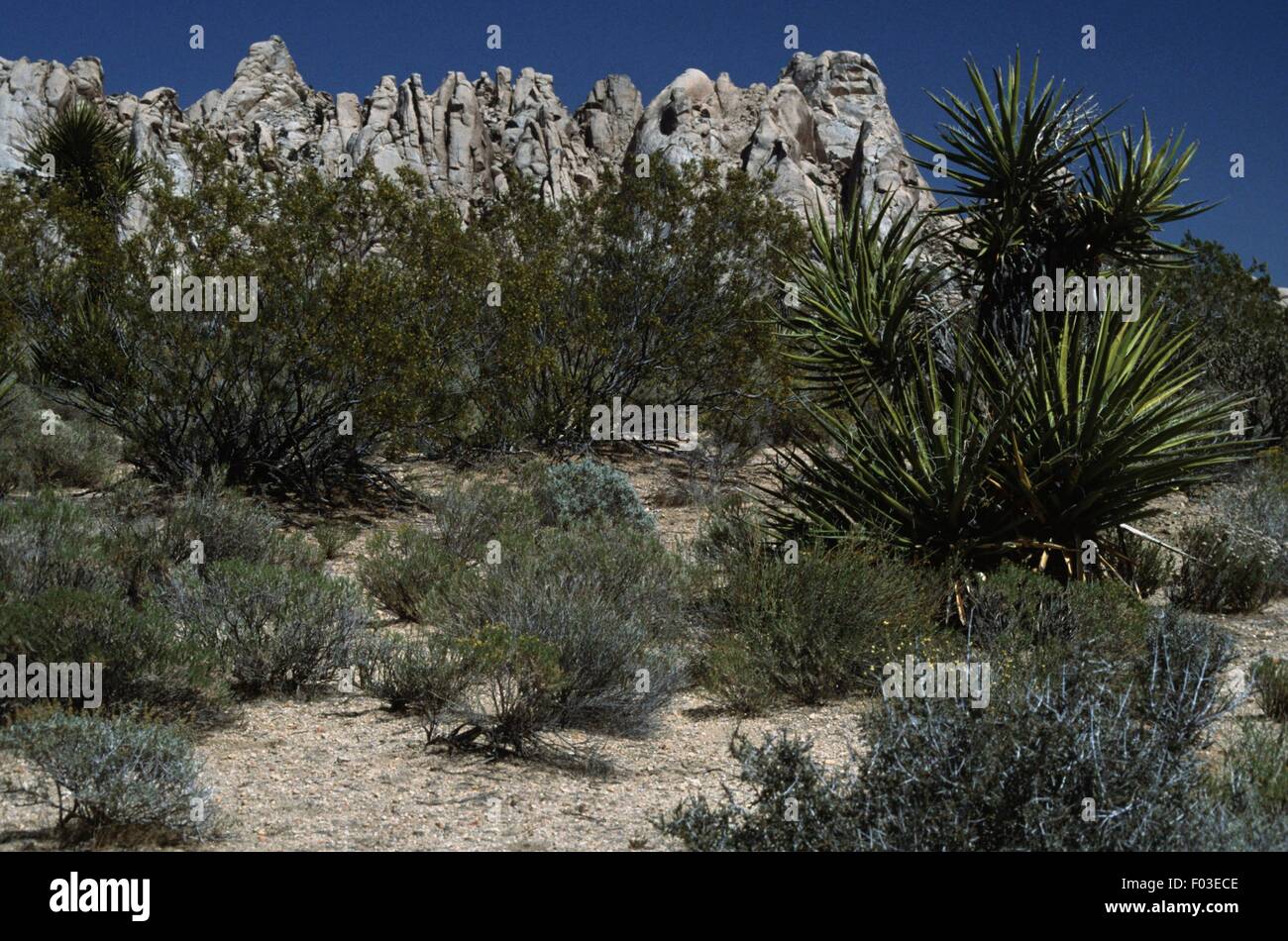 Vereinigte Staaten von Amerika - California - Mojave-Wüste, vegetation Stockfoto