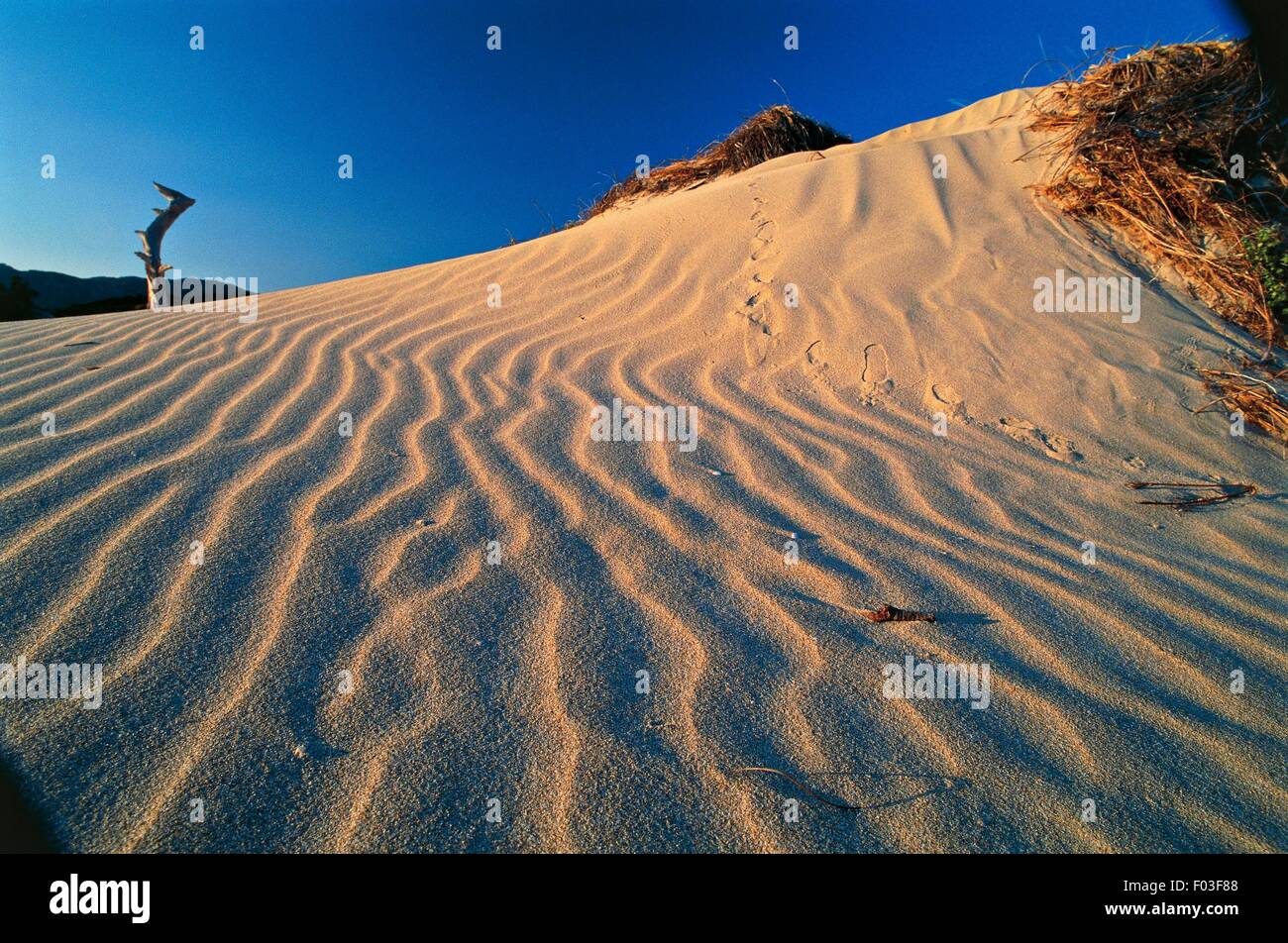 Sanddünen, Baia di Chia, Domus de Maria, Sardinien, Italien. Stockfoto