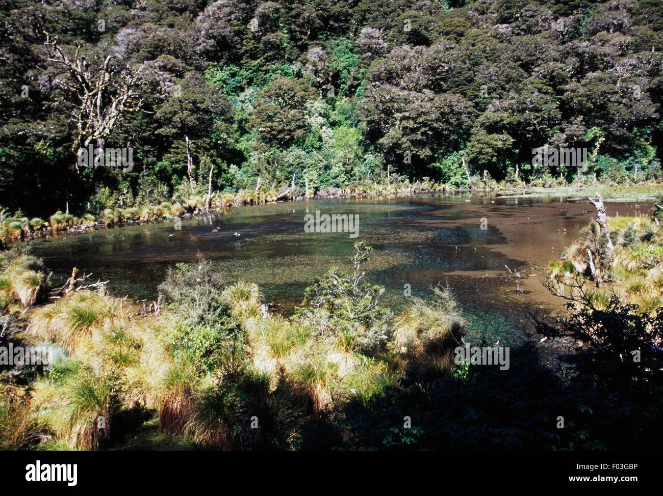 Lake Gunn, Fiordland-Nationalpark Westland National Park (Te Wahipounamu) (UNESCO-Welterbe, 1990), Südinsel, Neuseeland. Stockfoto