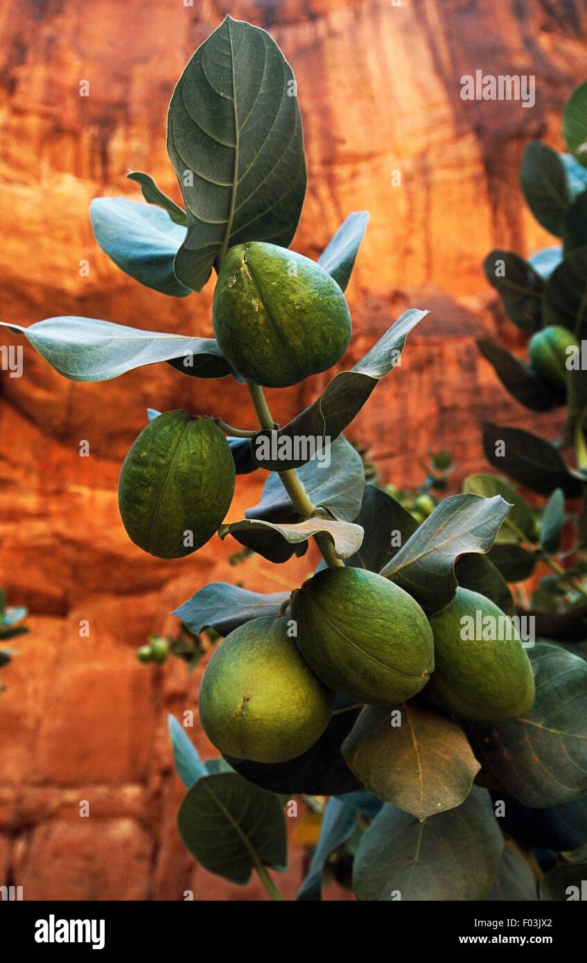 Calotropis oder Apple von Sodom (Calotropis Procera), Ennedi Plateau, Tschad. Stockfoto