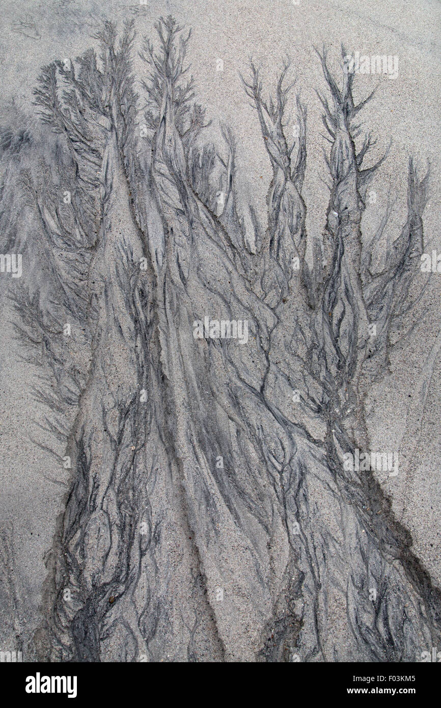 Muster im Sand hinterlassen die Flut ebbt ab, ähnlich wie Bäume auf North Uist Strand Hebriden Stockfoto