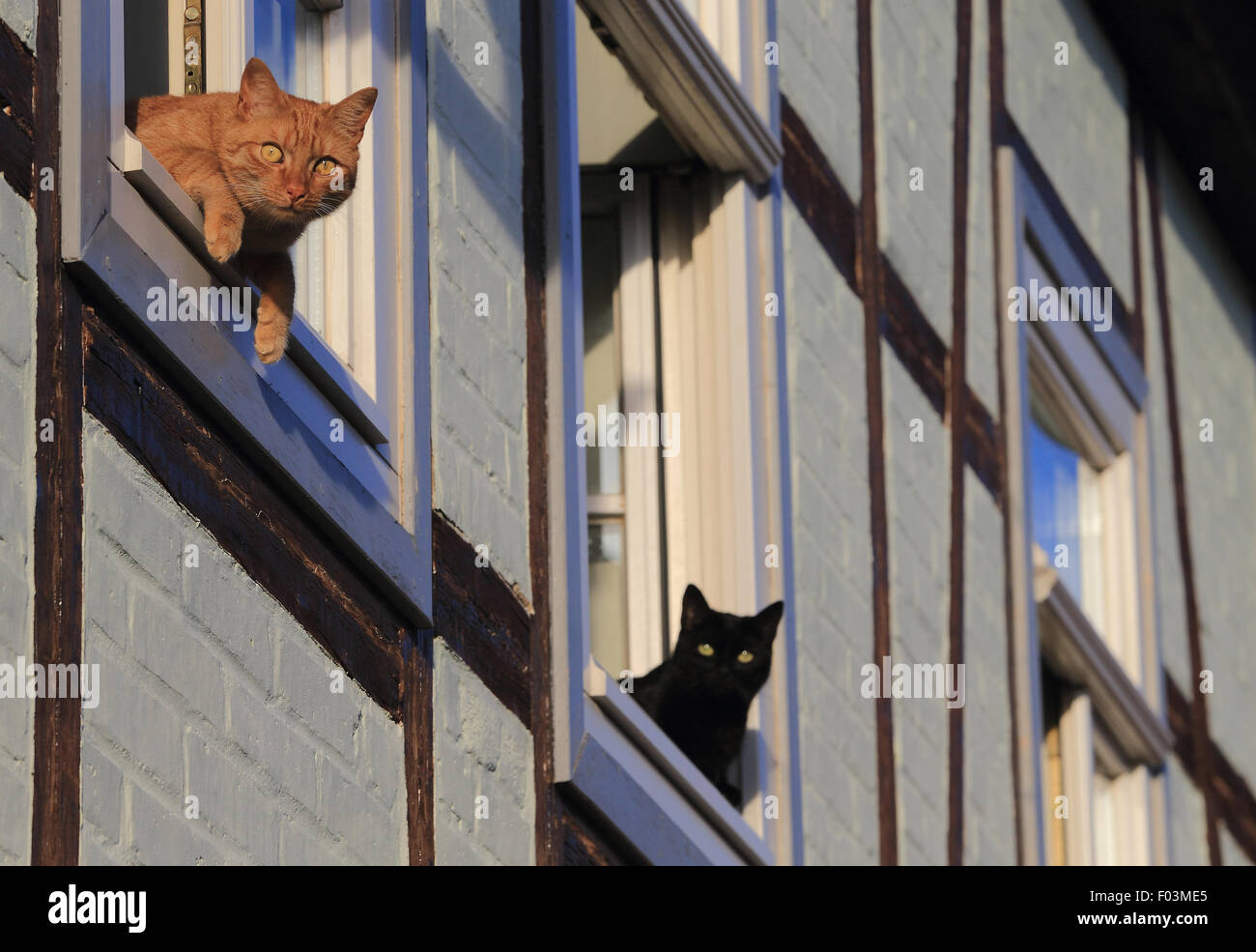 Quedlinburg, Deutschland. 5. August 2015. Zwei Katzen schauen aus dem Fenster eines Fachwerk-Gebäudes in Quedlinburg, Deutschland, 5. August 2015. Foto: JENS WOLF/ZB/Dpa/Alamy Live News Stockfoto