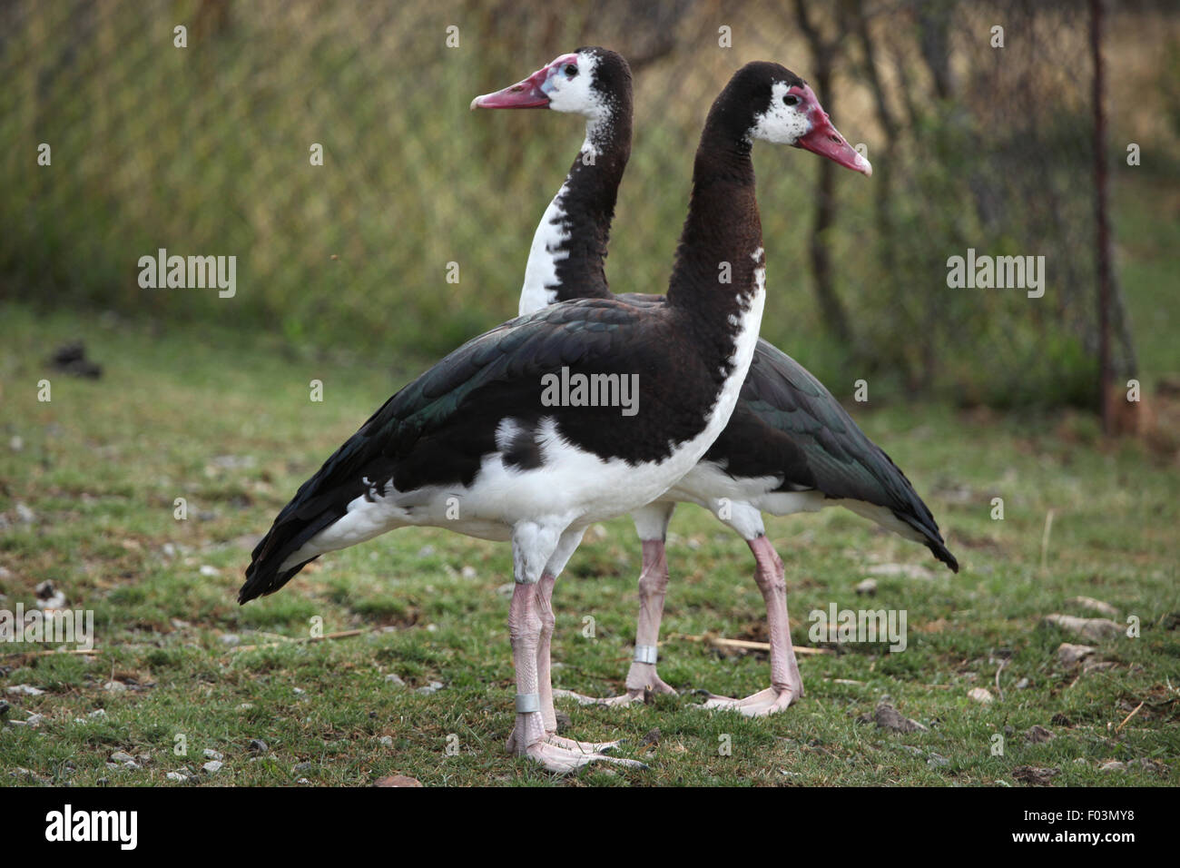 Sporn-winged Gans (Plectropterus Gambensis) im Zoo von Jihlava in Jihlava, Ostböhmen, Tschechien. Stockfoto