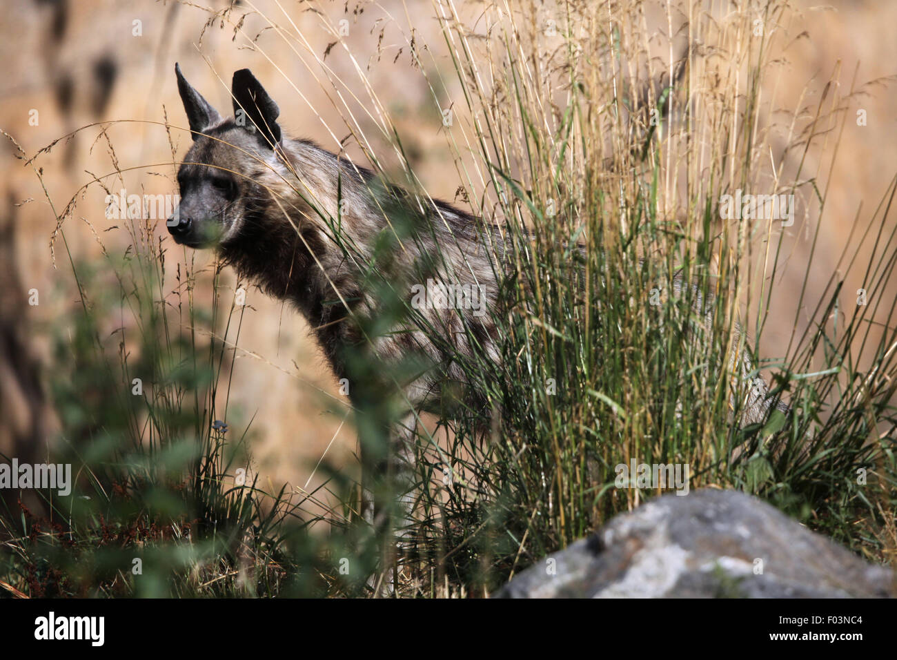 Gestreiften Hyäne (zerbeissen zerbeissen) im Zoo von Jihlava in Jihlava, Ostböhmen, Tschechien. Stockfoto