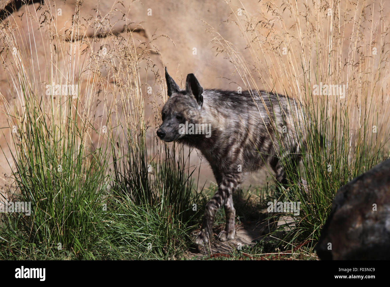 Gestreiften Hyäne (zerbeissen zerbeissen) im Zoo von Jihlava in Jihlava, Ostböhmen, Tschechien. Stockfoto