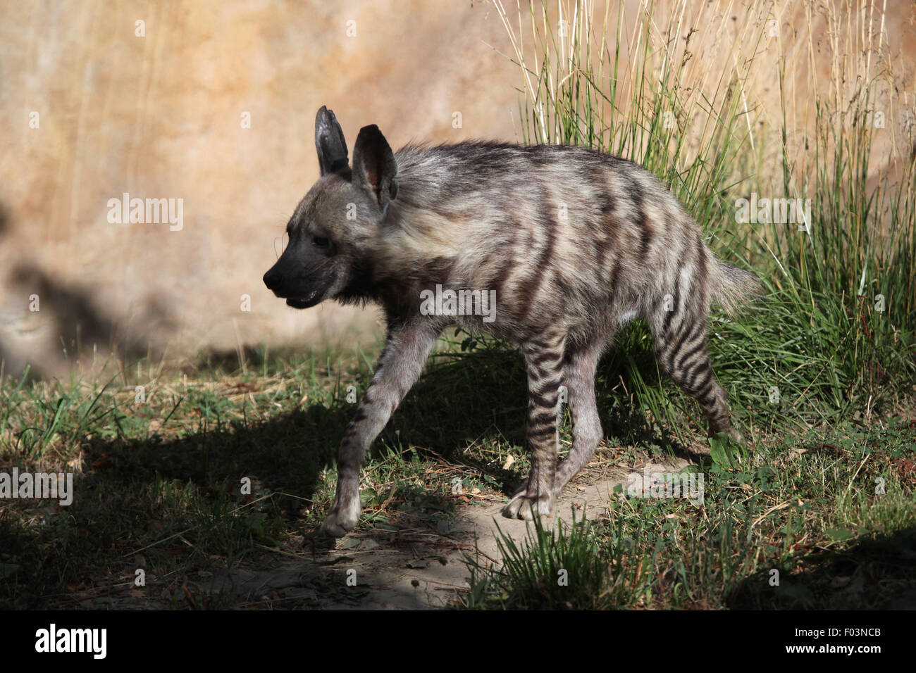 Gestreiften Hyäne (zerbeissen zerbeissen) im Zoo von Jihlava in Jihlava, Ostböhmen, Tschechien. Stockfoto
