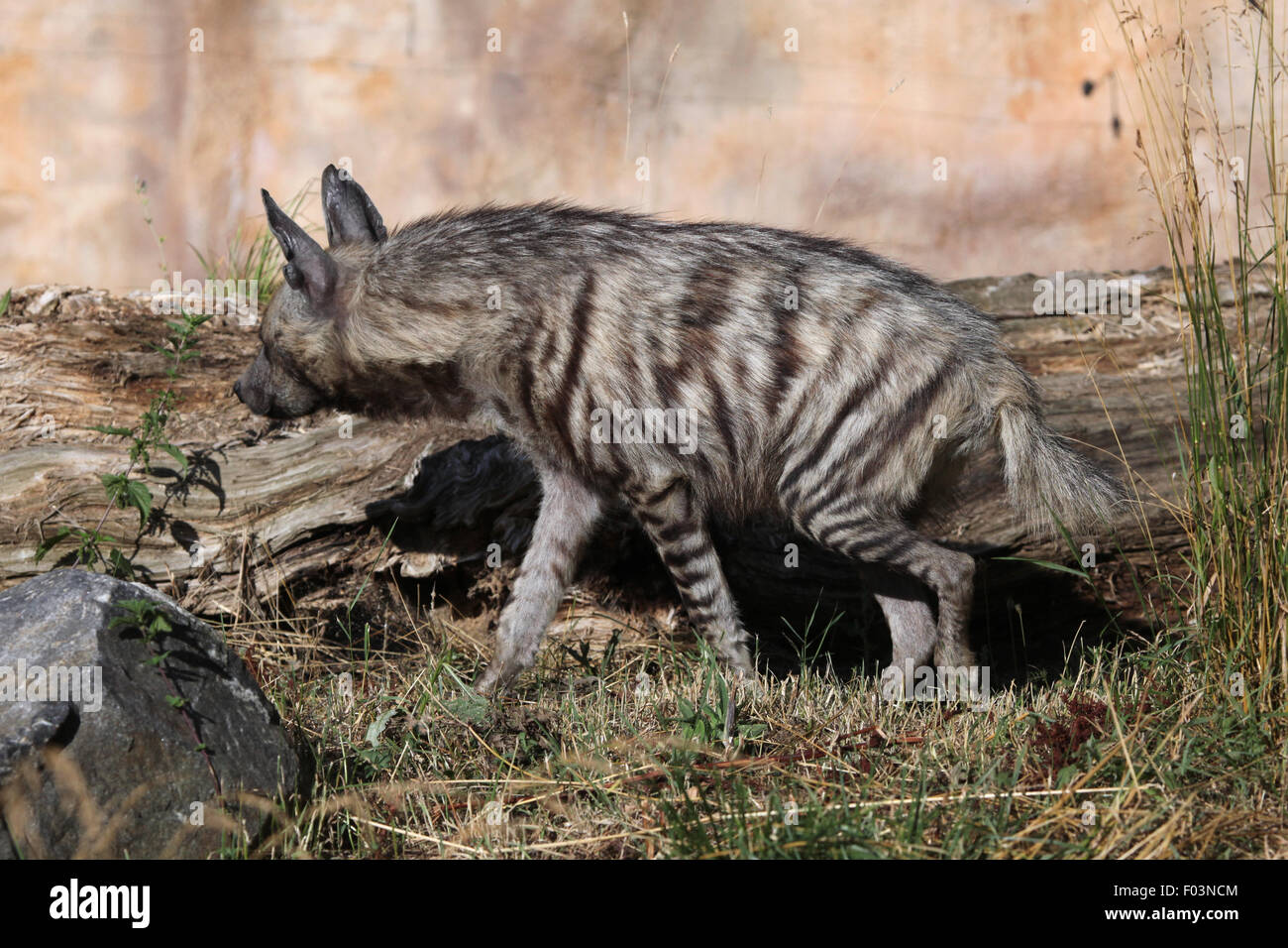 Gestreiften Hyäne (zerbeissen zerbeissen) im Zoo von Jihlava in Jihlava, Ostböhmen, Tschechien. Stockfoto