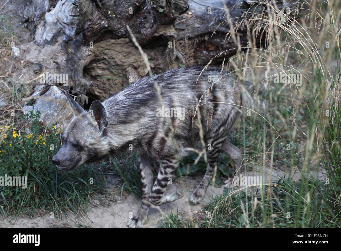 Gestreiften Hyäne (zerbeissen zerbeissen) im Zoo von Jihlava in Jihlava, Ostböhmen, Tschechien. Stockfoto